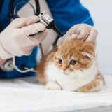 猫が血便を起こす原因ってなに？血便がでた場合の対処法と予防法