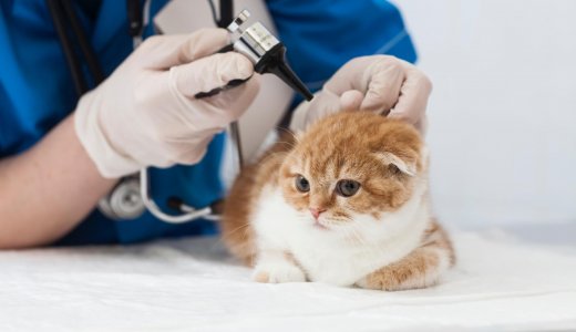 猫が血便を起こす原因ってなに？血便がでた場合の対処法と予防法