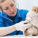 室内飼いの猫にも「ワクチン接種」は必要？猫とワクチンの関係について