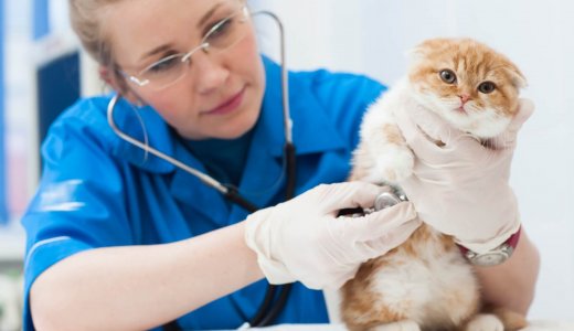 室内飼いの猫にも「ワクチン接種」は必要？猫とワクチンの関係について