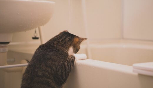 猫をお風呂に入れるには？お風呂を嫌がる猫はどうすればいいの？