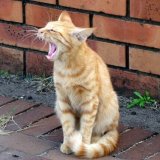 猫が「カカカ」って鳴くのは何？猫の変わった鳴き方とその意味について