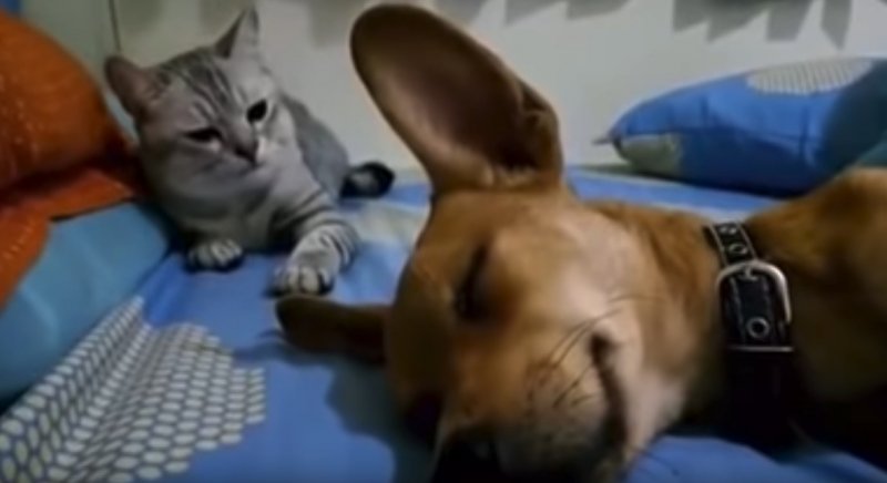 Dog_Sleep_Farting_Makes_Cat_Angry