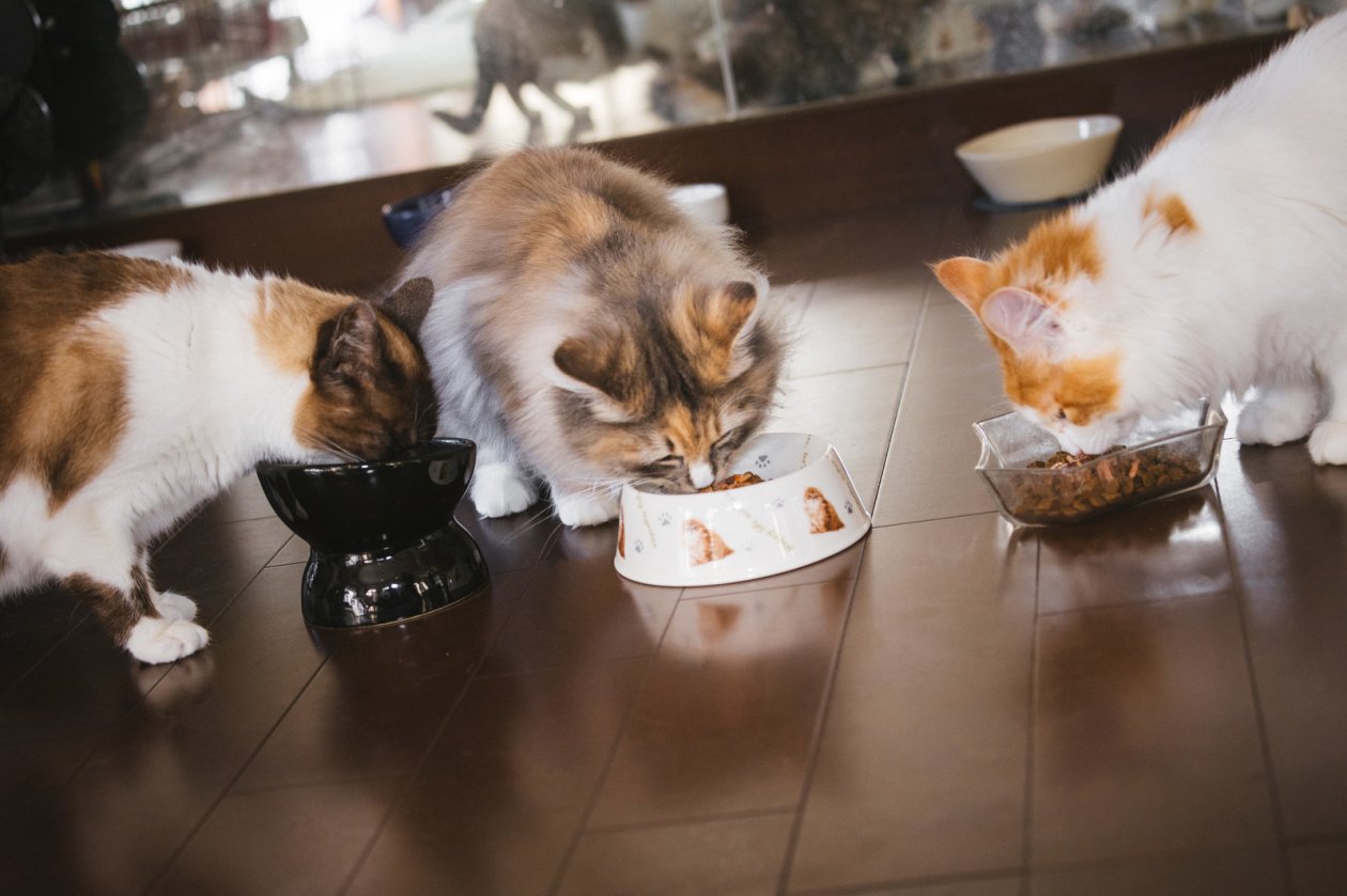 猫ご飯