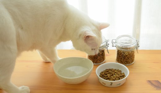 猫が感じることのできる味覚は「苦み」と「酸味」しかないってホント？